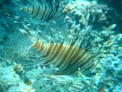 lion fish take in aqaba at japnses gurden.by sony-shot by Abdel Wahab Al Ma`aita 
